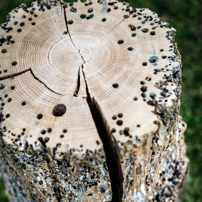 Bricola Venezia Stool Hocker